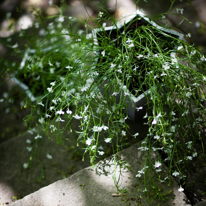 Vaso Stjärnkruka, Alluminio, basso Ø23 cm Byarums bruk