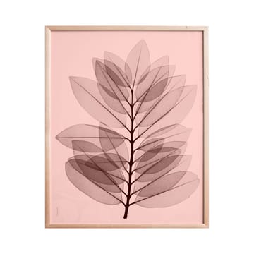 Poster Metrosideros excelsa  - 40x50 cm - Fine Little Day