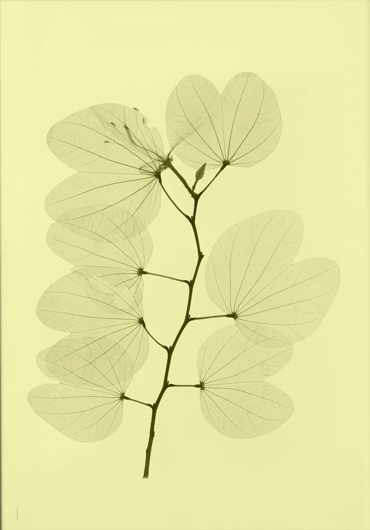 Poster Orchid bauhinia  - 70x100 cm - Fine Little Day