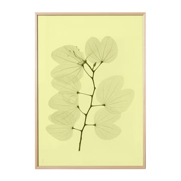 Poster Orchid bauhinia  - 70x100 cm - Fine Little Day