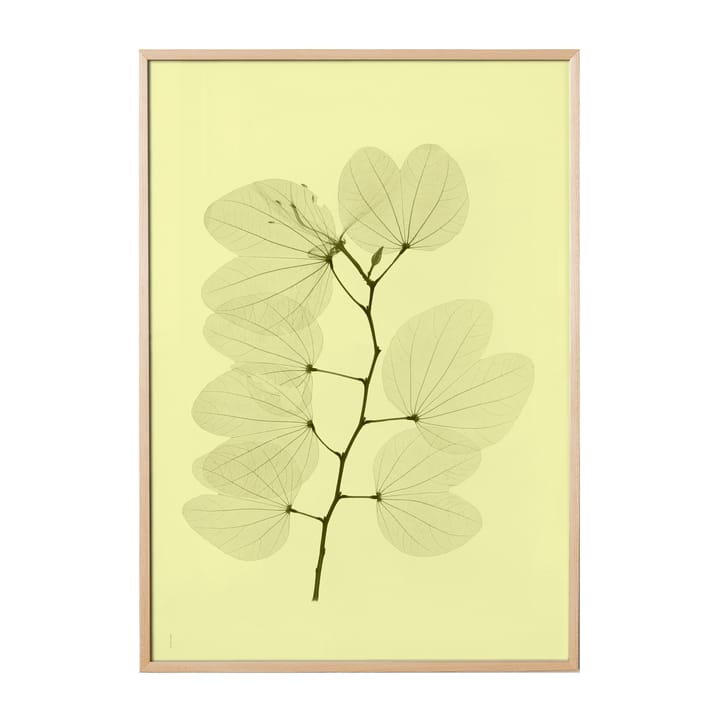 Poster Orchid bauhinia , 70x100 cm Fine Little Day