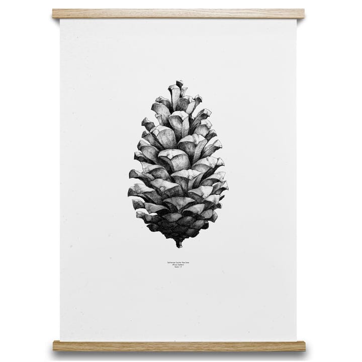 1:1 Poster Pine cone, bianco, 50x70 cm Paper Collective