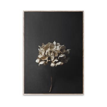 Poster Sto Life 04 Hydrangea  - 30x40 cm - Paper Collective