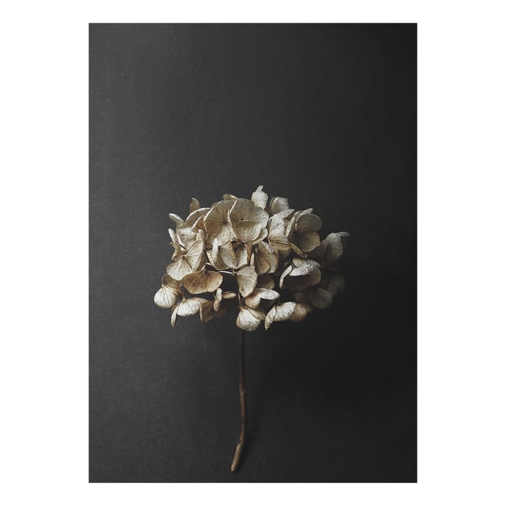 Poster Sto Life 04 Hydrangea  - 30x40 cm - Paper Collective