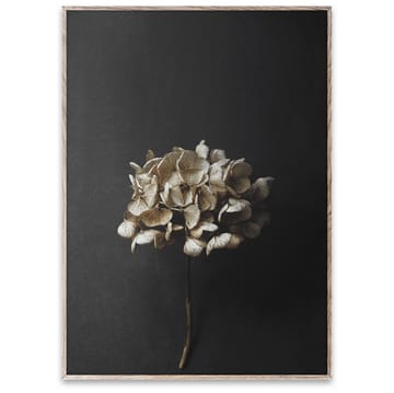 Poster Sto Life 04 Hydrangea  - 50x70 cm - Paper Collective