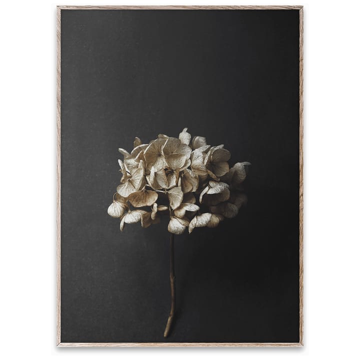 Poster Sto Life 04 Hydrangea , 50x70 cm Paper Collective