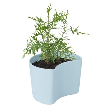 Vaso con semi YOUR TREE - Blu (pino) - RIG-TIG