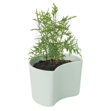 Vaso con semi YOUR TREE - Green (pino) - RIG-TIG