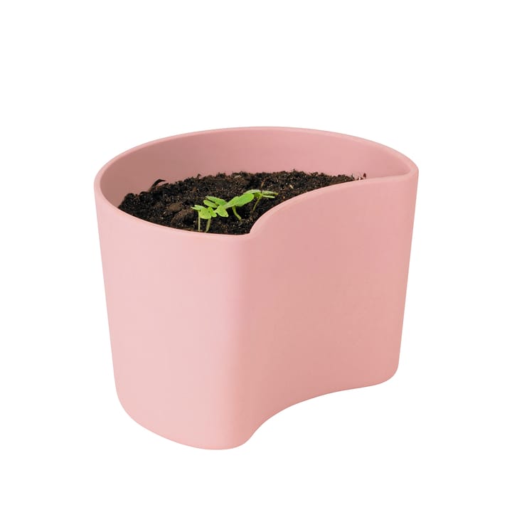 Vaso con semi YOUR TREE - Pink (faggio) - RIG-TIG